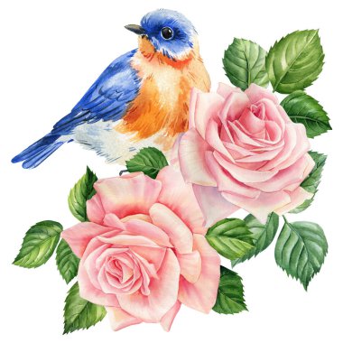 Suluboya kuşlar ve güller. Çiçekler. Botanik çizimler. Yüksek kaliteli illüstrasyon