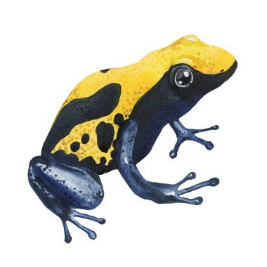 Kurbağa, egzotik renkli zehirli dart kurbağaları, ağaç kurbağaları suluboya çizimleri izole edilmiş. Tropik vahşi yaşam amfibileri tırmanıyor. Yüksek kaliteli illüstrasyon