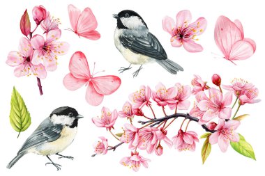Beautiful spring set with tit birds, pink butterflies and cherry flowers, sakura watercolor isolated white background. High quality illustration
