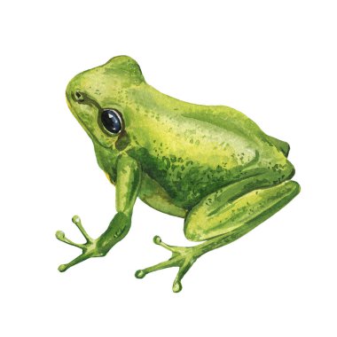 Beyaz arka planda tropikal yaban hayatı amfibi koleksiyonuna izole edilmiş egzotik renkli zehirli ok kurbağaları ve ağaç kurbağaları. Yüksek kaliteli illüstrasyon