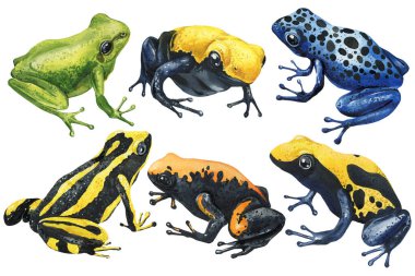 Egzotik renkli kurbağalar kur. Vahşi yaşam resimleri, el yapımı kurbağalar suluboya çizimleri izole edilmiş. Tropik vahşi yaşam amfibileri tırmanıyor. Yüksek kaliteli illüstrasyon