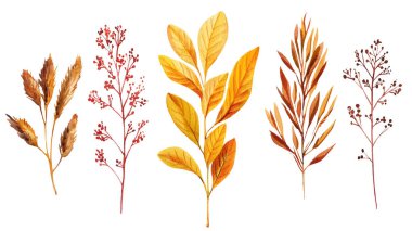 Kuru yaprak izole. El boyası suluboya yeşillik seti. Sonbahar mevsimi Yaprakları ve Dalları Sıcak Sonbahar Renklerinde. Yüksek kaliteli illüstrasyon