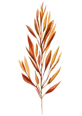 Kuru yaprak izole. Elle boyanmış suluboya yaprak elementi. Sonbahar Yaprakları, Sonbahar Renkleri Dalları. Yüksek kaliteli illüstrasyon