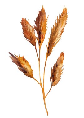 Kuru yaprak izole. El boyası suluboya yeşillik seti. Sonbahar mevsimi Yaprakları ve Dalları Sıcak Sonbahar Renklerinde. Yüksek kaliteli illüstrasyon