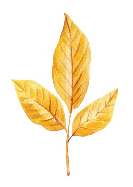 Sonbahar Yaprakları Suluboya, sarı flora sanatı. Mevsimlik Dekor için Güzel Sonbahar Yaprak Çizimi. Doğa zirvesi. Yüksek kaliteli illüstrasyon