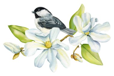 suluboya kuşlar ve pembe manolya çiçekleri illüstrasyon, el boyaması doğa tasarımı, beyaz arka planda izole edilmiş tatlı ötücü kuşları olan çiçekler. Yüksek kaliteli illüstrasyon