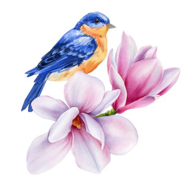 Çiçek açan manolya dalında suluboya mavi kuş. Parmak izleri, kartlar, sanat dekoru için elde boyanmış bahar çiçekleri. Yüksek kaliteli illüstrasyon