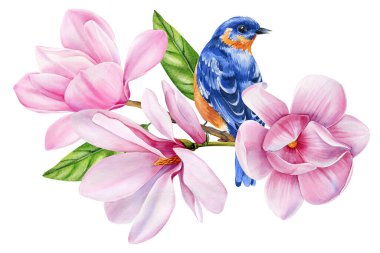 Çiçek açan daldaki mavi kuş pembe manolya çiçekleri. Baskı, kart ve poster için bahar sezonu kompozisyonu. Yüksek kaliteli illüstrasyon