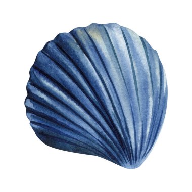 Mavi deniz tarağı kabuğu, deniz kabuğu, suluboya resim, okyanus doğası, kıyı dekorasyonu, deniz yaşamı, beyaz arka planda izole edilmiş deniz kabuğu. Yüksek kaliteli illüstrasyon