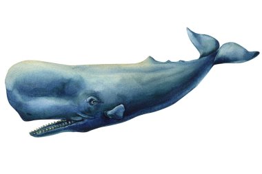 Dişleri olan mavi bir ispermeçet balinasının suluboya çizimi, beyaz deniz hayvanlarında izole edilmiş yüzme, okyanus yaban hayatı sanat eserleri. Yüksek kaliteli illüstrasyon