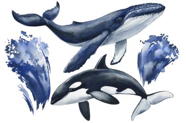 Kambur balina ve balinanın soyut mavi sularla yüzüşünün suluboya çizimi izole edilmiş deniz yaban hayatı sanat eserlerini sergiliyor. Yüksek kaliteli illüstrasyon