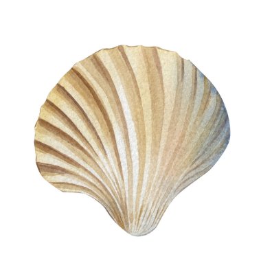 bej deniz kabuğu suluboya çizimi, okyanus kabuğu beyaz, tropikal deniz elementi, plaj doğası dekorasyon sanat objesi. Yüksek kaliteli illüstrasyon