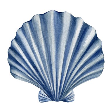 Mavi deniz kabuğu suluboya çizimi, beyaz deniz kabuğu, deniz doğası elementi, plaj dekorasyonu, tropikal deniz nesnesi. Yüksek kaliteli illüstrasyon