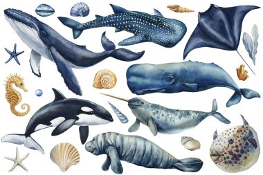 Deniz hayvanlarının ve deniz kabuklarının suluboya çizimi, balina balina balina balina balinası orka deniz ayısı iğneli denizatı balığı deniz yıldızı okyanus yaşamı seti. Yüksek kaliteli illüstrasyon