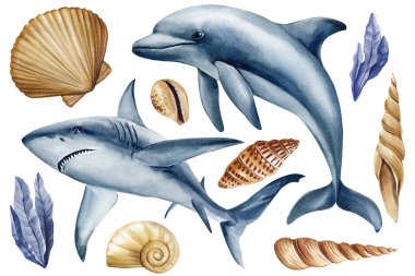 Suluboya yunus, köpekbalığı, deniz kabuğu seti. Okyanus tasarımı için deniz hayatı çizimi, poster, el yapımı okyanus resmi. Yüksek kaliteli illüstrasyon