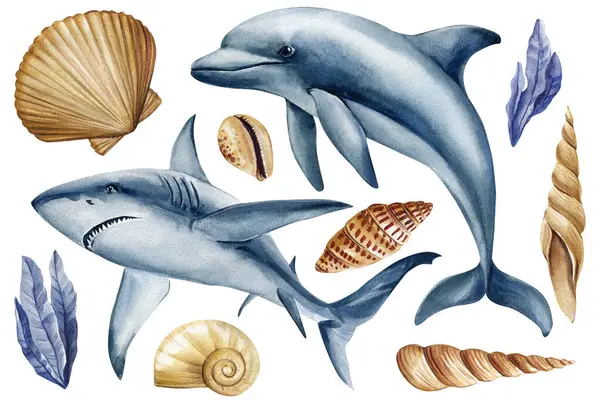 Suluboya yunus, köpekbalığı, deniz kabuğu seti. Okyanus tasarımı için deniz hayatı çizimi, poster, el yapımı okyanus resmi. Yüksek kaliteli illüstrasyon