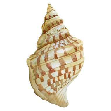 Spotted Spiral Seashell suluboya. El boyası Tropikal Okyanus Kabuğu, Beyazda İzole edilmiş Gerçekçi Denizci Clipart. Yüksek kaliteli illüstrasyon