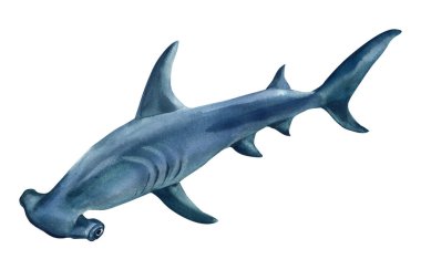 Çekiç başlı köpekbalığı, elle boyanmış okyanus yırtıcısı, beyaza izole edilmiş suluboya deniz yaban hayatı çizimi, balıklar. Yüksek kaliteli illüstrasyon