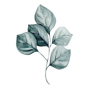Beş yapraklı suluboya yeşil dal, zarif yaprakların botanik çizimi, beyaz arka planda elle boyanmış çiçek unsuru. Yüksek kaliteli illüstrasyon