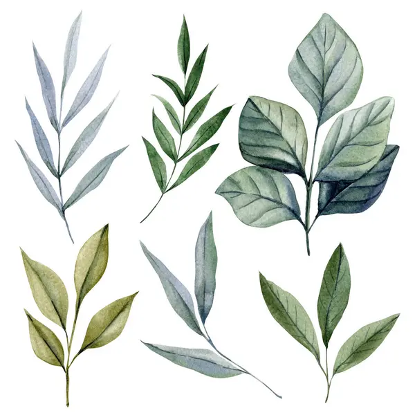 Suluboya Botanik Clipart Set. Yeşil Yaprak Koleksiyonu, El Boyalı Okaliptüs ve Yapraklar Beyaz Arkaplanda İzole Edildi. Yüksek kaliteli illüstrasyon