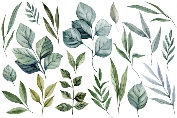 Suluboya Yeşil Yapraklar Seti. El boyası Botanik Yaprakları Clipart. Okaliptüs Tropik Yaprak Dalları. Çiçek elementleri izole düğün tasarımı. Yüksek kaliteli illüstrasyon