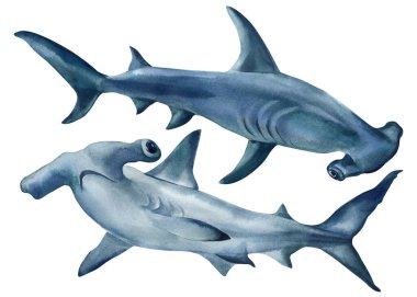 Suluboya çekiç başlı köpekbalığı set çizimi, el boyaması okyanus yırtıcı balığı, izole edilmiş deniz hayvanı kliması. Yüksek kaliteli illüstrasyon