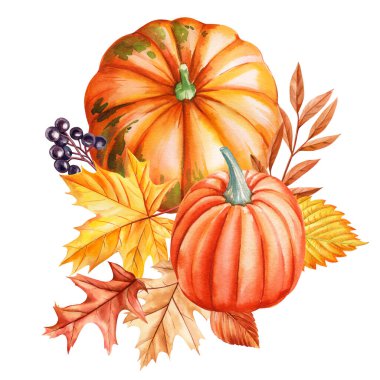 utumn balkabakları ve yapraklar suluboya betimleme botanik illüstrasyon sonbahar hasadı Şükran Günü süsleme klibi. Yüksek kaliteli illüstrasyon