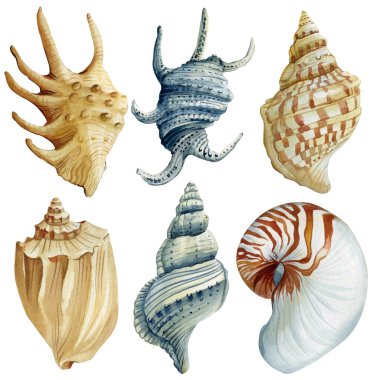 Suluboya deniz kabukları seti, el boyası okyanus kabuğu ve sarmal deniz kabukları klipsleri, beyaz arka planda izole deniz kıyısı elementleri. Yüksek kaliteli illüstrasyon