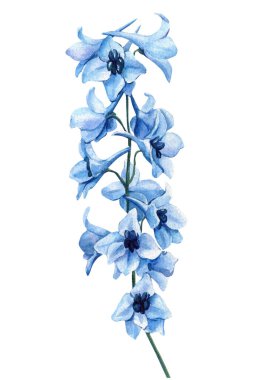 kök botanik illüstrasyonunda açık mavi Delphinium çiçeği beyaz klipte izole edilmiş zarif bahar çiçeği tasarımı. Yüksek kaliteli illüstrasyon