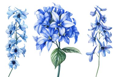 Delphinium ve zambak çiçekleri ile suluboya mavi çiçekler, beyaz arka planda elde boyanmış çiçek çizimleri. Yüksek kaliteli illüstrasyon