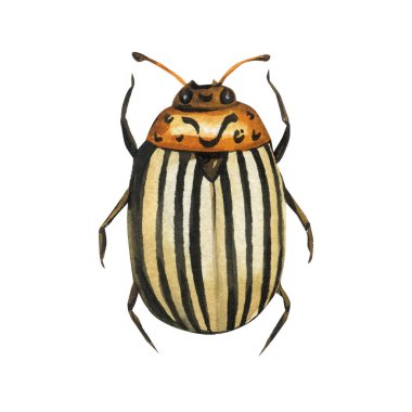 Kolorado patates böceği suluboya. Beyaz arka planda izole edilmiş çizgili sarı el boyalı. Yüksek kaliteli illüstrasyon
