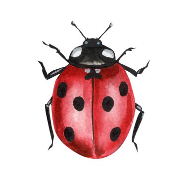 Kabuklu siyah noktalı kırmızı uğur böceği beyaz arka planda izole edilmiş resimle boyanmış. Yüksek kaliteli illüstrasyon