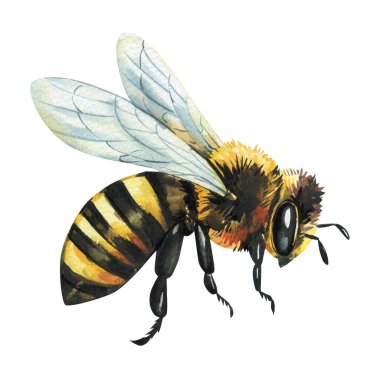 Kanatlı ve çizgili suluboya bal arısı illüstrasyonu ve izole edilmiş gerçekçi klasik entomoloji stili. Yüksek kaliteli illüstrasyon