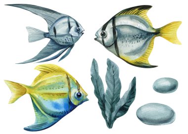 Deniz yosunu ve çakıl taşlarıyla tropikal balık seti, okyanus resifi çizimi, renkli deniz yaşamı klipleri izole edilmiş. Suluboya balık. Yüksek kaliteli illüstrasyon