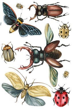 Beyaz arkaplanda izole edilmiş ağustos böceği, geyik böceği, uğur böceği ve kolorado böceği içeren suluboya böcek koleksiyonu. Yüksek kaliteli illüstrasyon