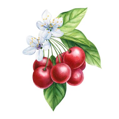 Beyaz çiçek ve yeşil yapraklı suluboya kırmızı kirazlar botanik yaz meyvesi çizimi. Olgun meyveler. Yüksek kaliteli illüstrasyon