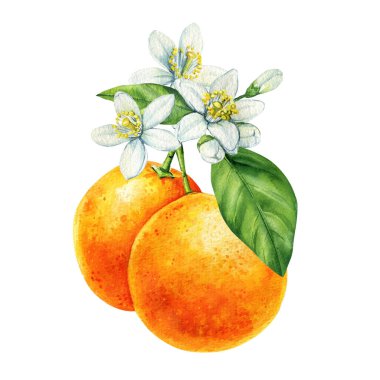 Beyaz narenciye çiçekli suluboya portakal meyvesi ve yeşil yapraklar tropikal botanik illüstrasyon, yaz poster sanatı. Yüksek kaliteli illüstrasyon