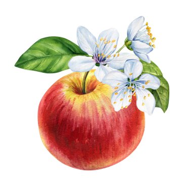 Beyaz çiçek ve yeşil yapraklı suluboya kırmızı elma. Elle boyanmış botanik meyve çizimi, olgun elma. Yüksek kaliteli illüstrasyon