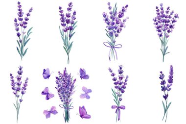 Çiçek tasarımı ve dekoru için beyaz üzerine izole edilmiş uçan mor kelebekli suluboya lavanta buketi, mor clipart. Yüksek kaliteli illüstrasyon