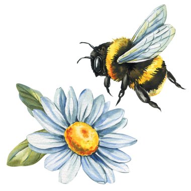 Sarı yapraklı, mavi beyaz papatya yakınlarında uçan suluboya yaban arısı tasarım için bahar bitkisel çiçek sanatı. Yüksek kaliteli illüstrasyon