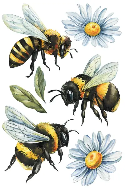 suluboya yaban arıları ve beyaz mavi papatyalı ve yeşil yapraklı bal arısı klasik botanik böcek çizimi. Yüksek kaliteli illüstrasyon