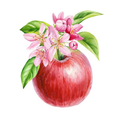Beyaz arka planda pembe çiçek ve yeşil yapraklı suluboya kırmızı elma. Yüksek kaliteli illüstrasyon