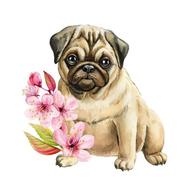 Kiraz çiçekli suluboya Pug Puppy. Çocuk odası duvar sanatı için Şirin Bahar Köpeği İllüstrasyonu, Kart Etiketi Tasarımı. Yüksek kaliteli illüstrasyon
