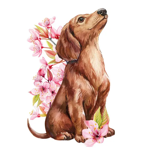 Pembe kiraz çiçekli suluboya dachshund köpeği, çiçek bahar illüstrasyon bebek odası sanatı, sevimli hayvan baskısı, köpek hediyesi. Yüksek kaliteli illüstrasyon
