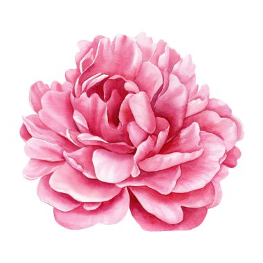 Katmanlı çiçek yapraklı suluboya şakayıklı çiçek manzarası, çiçek tasarımı için romantik botanik sanatı, düğün klipsi, bahar dekoru. Yüksek kaliteli illüstrasyon