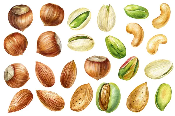Bir sürü suluboya fındık fıstığı, fıstık, fıstık, kaju fıstığı beyaz arka planda el yapımı yemek çizimleri. Yüksek kaliteli illüstrasyon