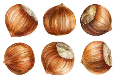 Fındıklar, suluboya fındıklar elle boyanmış kahverengi fındıklar beyaz sağlıklı organik besin örneklerine izole edilmiş. Yüksek kaliteli illüstrasyon