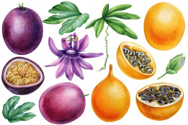 Çilekli meyve, dilimlenmiş, mor ve sarı granadilla çiçek, yaprak ve tohumlarla izole edilmiş suluboya tropikal set. Yüksek kaliteli illüstrasyon