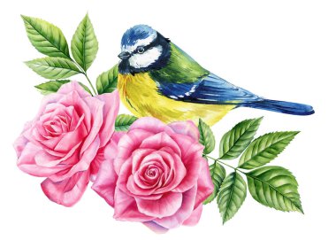 Blue tit bird with blooming roses green leaves. Spring watercolor composition for greeting cards and floral decoration. High quality illustration