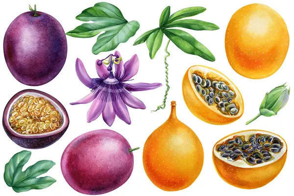 Çilekli meyve, dilimlenmiş, mor ve sarı granadilla çiçek, yaprak ve tohumlarla izole edilmiş suluboya tropikal set. Yüksek kaliteli illüstrasyon